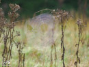 Beautiful Spider's Web - Piękna Pajęczyna